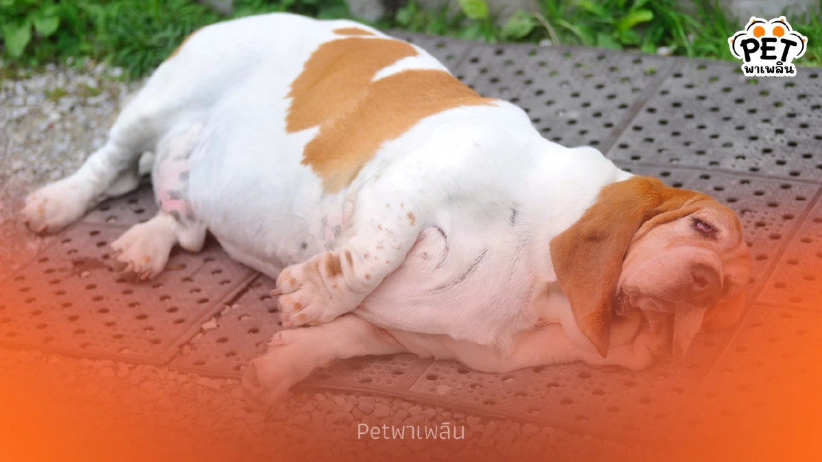 เช็กเลย! สุนัขของคุณ “อ้วน” หรือยัง? วิธีดูง่ายๆ จาก (BCS) เช็กเลย! สุนัขของคุณ “อ้วน” หรือยัง? วิธีดูง่ายๆ จาก (BCS)