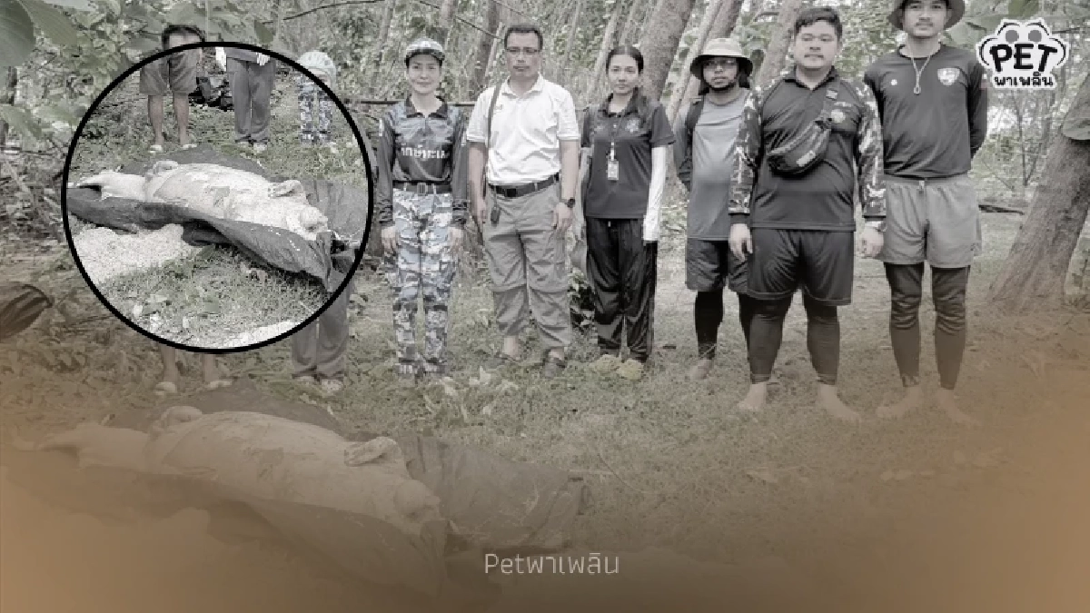 พบซาก “พะยูน” เกยตื้นเกาะพีพี คาดถูกรอยใบพัดเรือเสียชีวิต พบซาก “พะยูน” เกยตื้นเกาะพีพี คาดถูกรอยใบพัดเรือเสียชีวิต