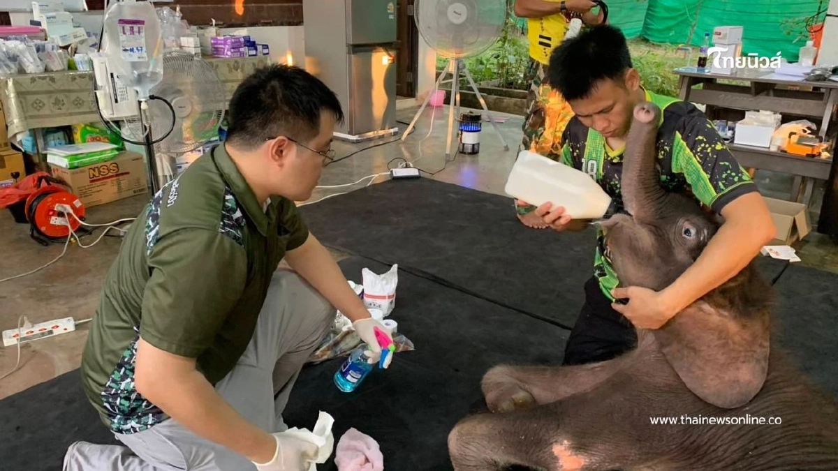 ข้าวต้ม อาการดีขึ้นต่อเนื่อง ทีมสัตวแพทย์เผยกำลังขาแข็งแรงขึ้น