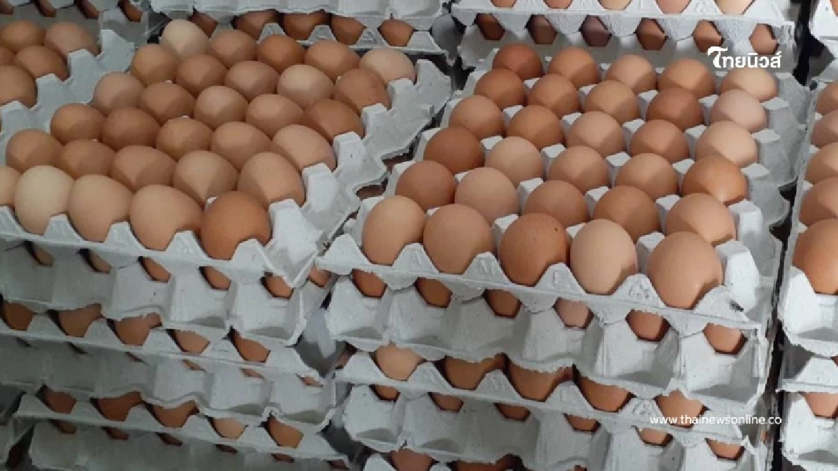 เคล็ดลับจากตัวจริง "ล้งไข่" เฉลยแล้ว ซื้อไข่ไก่เบอร์ไหนคุ้มสุด เคล็ดลับจากตัวจริง "ล้งไข่" เฉลยแล้ว ซื้อไข่ไก่เบอร์ไหนคุ้มสุด