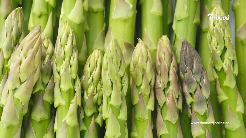 25 ผักปลูกง่าย เก็บกินได้ทั้งปี มีอะไรบ้าง วันนี้มีคำตอบ 25 ผักปลูกง่าย เก็บกินได้ทั้งปี มีอะไรบ้าง วันนี้มีคำตอบ