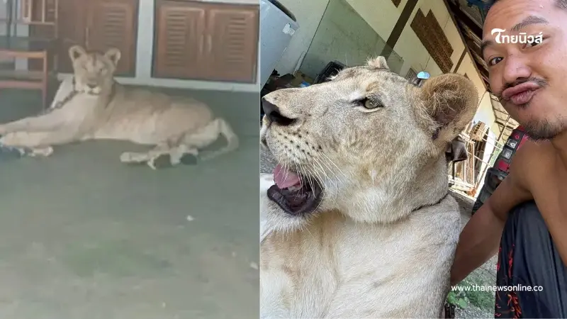 สิงโตหลุดกัดคน อินฟลูฯดังโพสต์ขอโทษ พร้อมจบเรื่องเอง