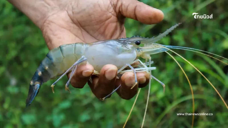แกะทิ้งแค่ เส้นดำบนหลังกุ้ง อาจจะยังไม่พอนะ มีอีกส่วนที่ไม่ควรพลาด