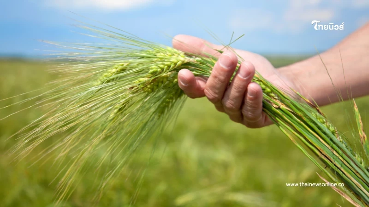 เกษตรกรรีบเช็ก ขั้นตอนสำคัญก่อนพลาดสิทธิเงินช่วยเหลือข้าวนาปี เกษตรกรรีบเช็ก ขั้นตอนสำคัญก่อนพลาดสิทธิเงินช่วยเหลือข้าวนาปี