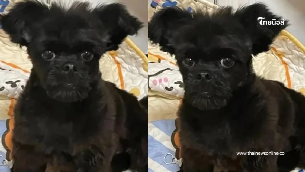 สาวได้ลูกสุนัขมา คนขายบอกพันธุ์แท้ แต่เลี้ยงไปสักพักเริ่มเอ๊ะ สาวได้ลูกสุนัขมา คนขายบอกพันธุ์แท้ แต่เลี้ยงไปสักพักเริ่มเอ๊ะ