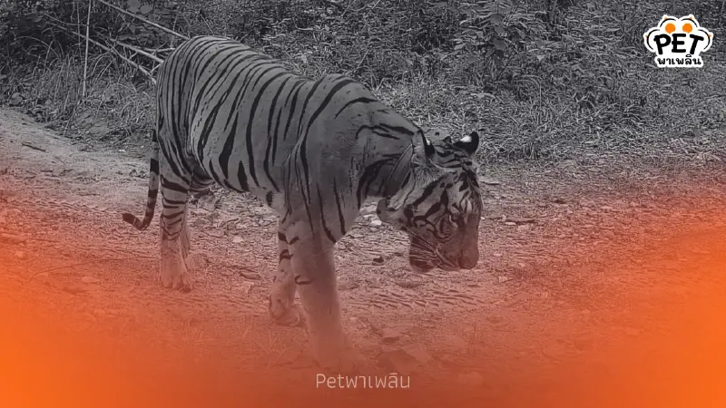 สั่งลาดตระเวนเข้ม หลังพบ “สรณ์สืบ” เสือโคร่งดับ นอกเขตห้วยขาแข้ง