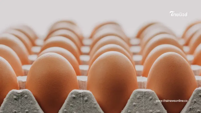 เผยเคล็ดลับเลือก ไข่ไก่เบอร์ไหนคุ้มสุด ทั้งคุณภาพและราคา! เผยเคล็ดลับเลือก ไข่ไก่เบอร์ไหนคุ้มสุด ทั้งคุณภาพและราคา!