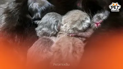 เตรียมสถานที่คลอดให้แมว วิธีทำรังคลอดแมวให้ปลอดภัยและอบอุ่น