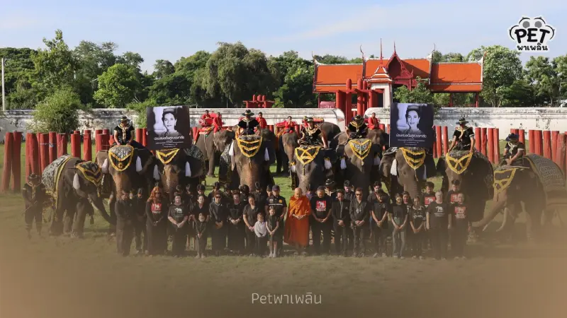 วังช้างอยุธยานำช้าง 9 เชือก หมอบกราบถวายความอาลัยพระพันปีหลวง