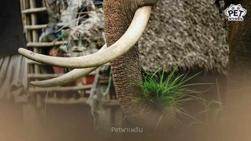 เผยความลับ "งาช้าง" ข้อเท็จจริงทางกายภาพ กฎหมาย และความเชื่อ
