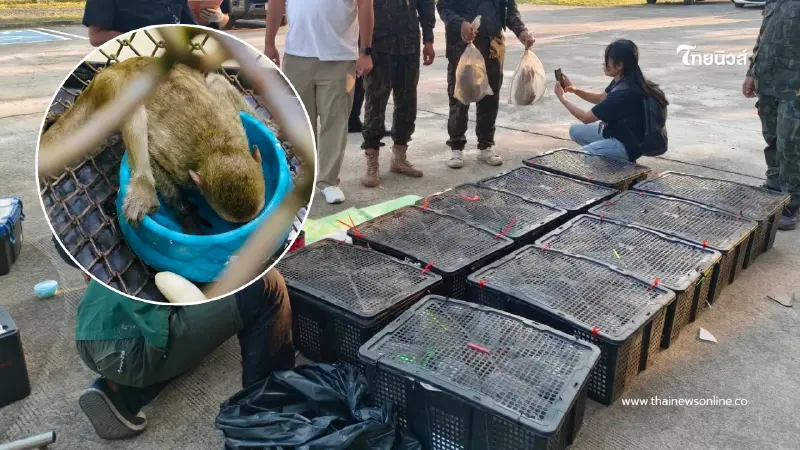 จับแหล่งค้าลิงข้ามชาติ! ยึด 63 ตัว ซัดทอดเครือข่ายใหญ่