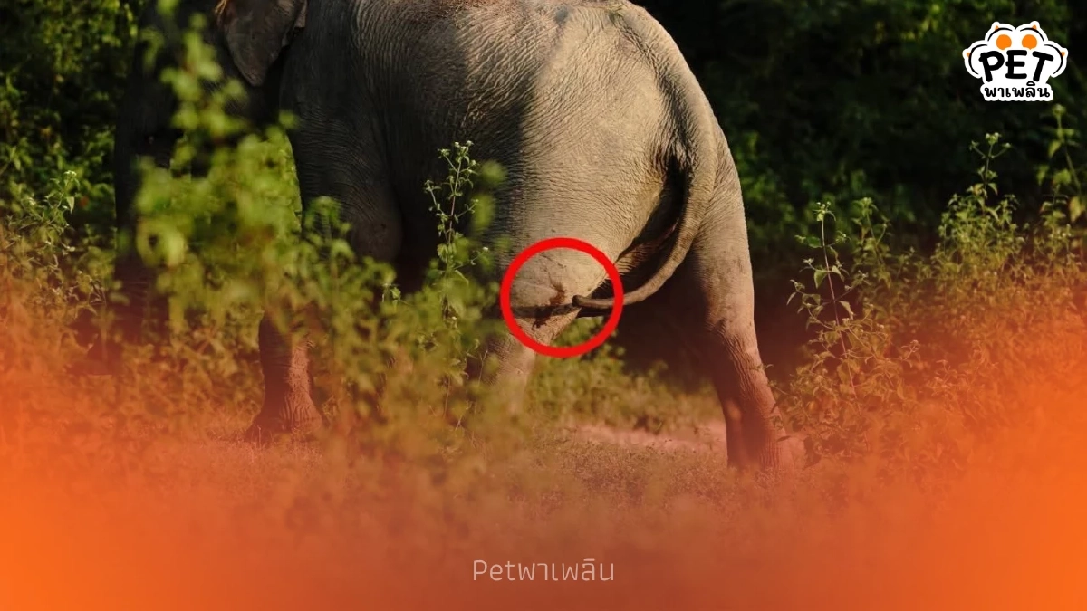 พบช้างป่าบาดเจ็บขาหลัง เจ้าหน้าที่เร่งประเมินอาการช่วยเหลือ