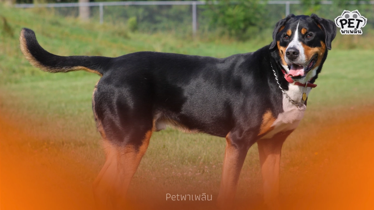 ส่ายหางใช่ว่าจะเป็นมิตรเสมอ? ระวังสัญญาณเตือนจากน้องหมา ส่ายหางใช่ว่าจะเป็นมิตรเสมอ? ระวังสัญญาณเตือนจากน้องหมา