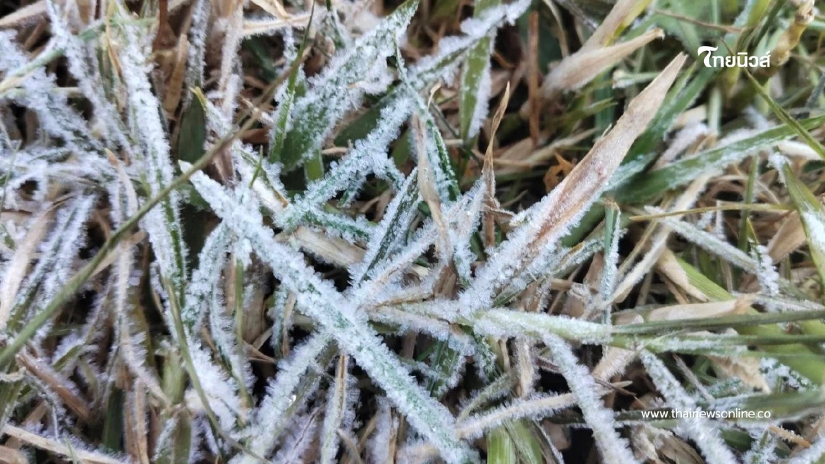 ดอยอินทนนท์พบเหมยขาบแรกของปี อุณหภูมิลดฮวบเหลือ 4 องศา