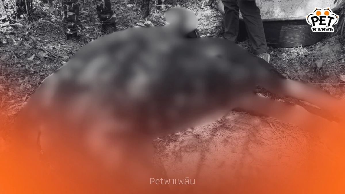 กระทิงป่าถูกปืนผูกดับสลด อช.ปางสีดาเร่งไล่ล่ามือบาป