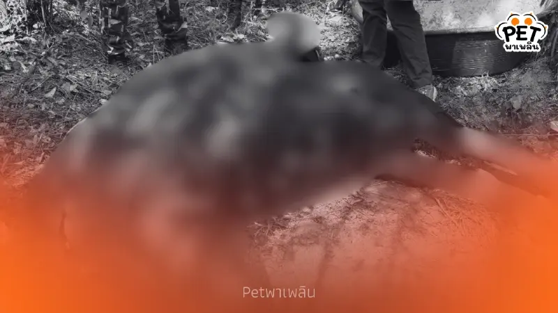 กระทิงป่าถูกปืนผูกดับสลด อช.ปางสีดาเร่งไล่ล่ามือบาป