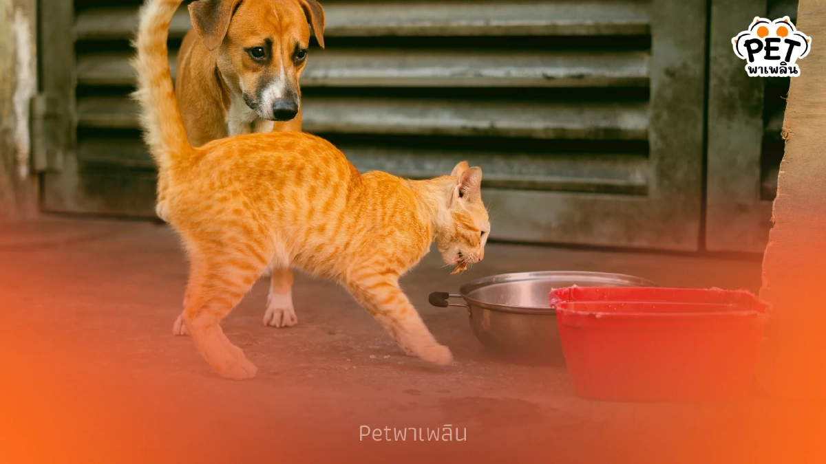 ผู้เชี่ยวชาญเตือน ระยะเวลาอดน้ำ–อาหารของหมาแมวที่ควรรู้ ผู้เชี่ยวชาญเตือน ระยะเวลาอดน้ำ–อาหารของหมาแมวที่ควรรู้