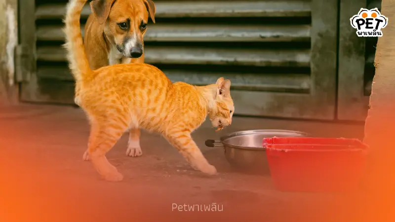 ผู้เชี่ยวชาญเตือน ระยะเวลาอดน้ำ–อาหารของหมาแมวที่ควรรู้ ผู้เชี่ยวชาญเตือน ระยะเวลาอดน้ำ–อาหารของหมาแมวที่ควรรู้