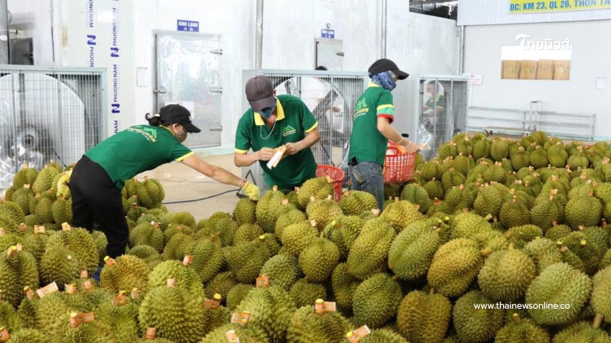 "ทุเรียนเวียดนาม"ฟื้นตัว ยอดส่งออกพุ่ง จ่อแตะ 1แสนล้านบาท