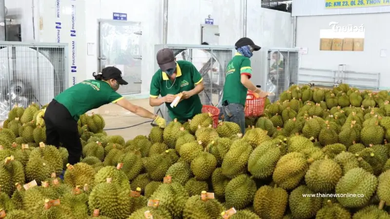 "ทุเรียนเวียดนาม"ฟื้นตัว ยอดส่งออกพุ่ง จ่อแตะ 1แสนล้านบาท