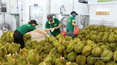 "ทุเรียนเวียดนาม"ฟื้นตัว ยอดส่งออกพุ่ง จ่อแตะ 1แสนล้านบาท