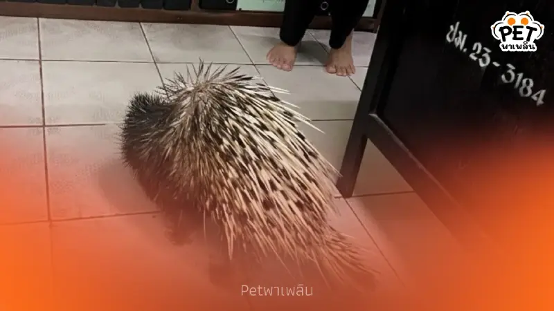 เม่นใหญ่โผล่ช่วยงานเจ้าหน้าที่ถึงออฟฟิศ ที่อุทยานน้ำตกโยง เม่นใหญ่โผล่ช่วยงานเจ้าหน้าที่ถึงออฟฟิศ ที่อุทยานน้ำตกโยง