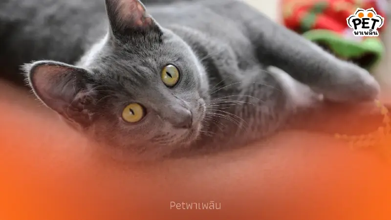 "เปิด 5 สายพันธุ์แท้ “สมบัติของชาติ” ที่ยังคงหลงเหลือ"