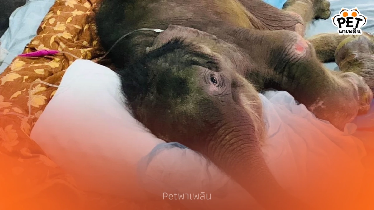 “พังข้าวต้ม” อาการทรงตัว ผลเลือดล่าสุดเป็นลบ ทีมสัตวแพทย์เฮลั่น “พังข้าวต้ม” อาการทรงตัว ผลเลือดล่าสุดเป็นลบ ทีมสัตวแพทย์เฮลั่น