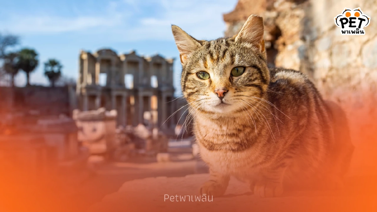 แมวไม่ได้เกิดมาเพื่อเป็นสัตว์เลี้ยง! จุดเริ่มต้นการเลี้ยงแมว แมวไม่ได้เกิดมาเพื่อเป็นสัตว์เลี้ยง! จุดเริ่มต้นการเลี้ยงแมว