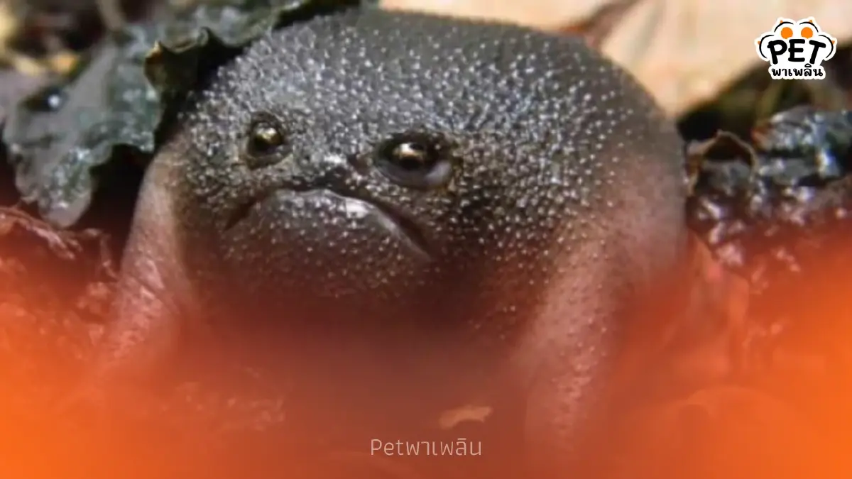 รู้จักกบฝนดำ (Black Rain Frog) กบหน้าบึ้งสุดน่ารักจากแอฟริกาใต้ รู้จักกบฝนดำ (Black Rain Frog) กบหน้าบึ้งสุดน่ารักจากแอฟริกาใต้