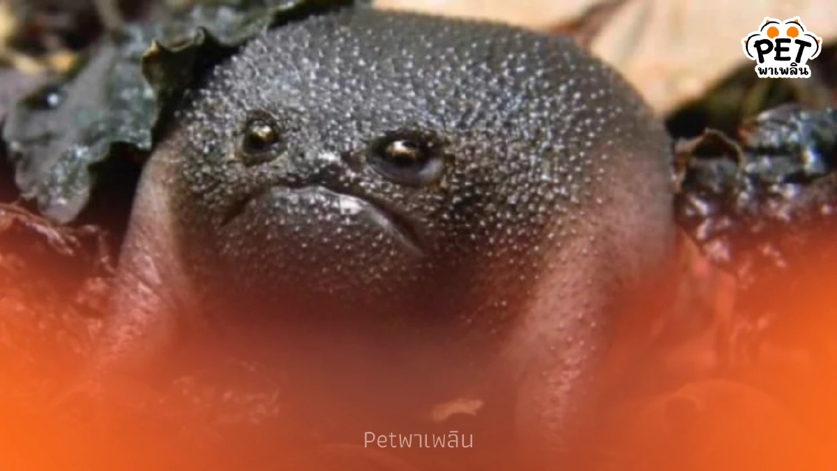 รู้จักกบฝนดำ (Black Rain Frog) กบหน้าบึ้งสุดน่ารักจากแอฟริกาใต้