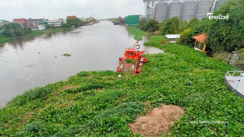 กรมโยธาธิการและผังเมือง ส่งเรือกำจัดผักตบชวาในแม่น้ำท่าจีน แก้ปัญหาการระบายน้ำ