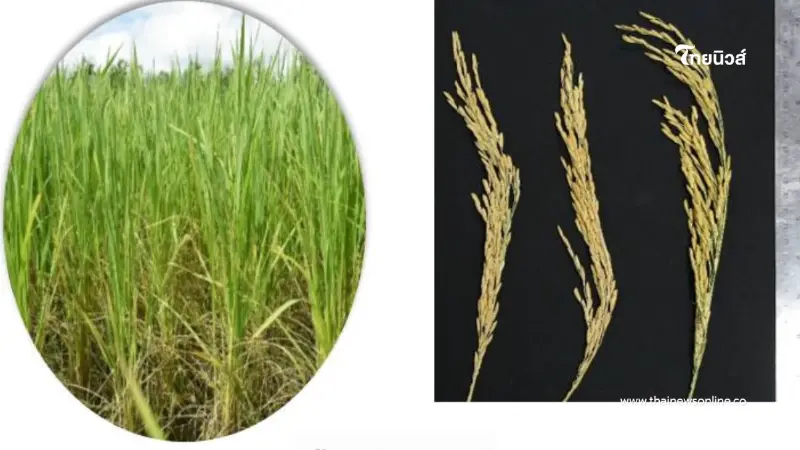 เตือนชาวนาระวัง "หอมสยาม" ไม่ใช่ข้าวไทย ราคาต่ำ-โรงสีไม่รับซื้อ เตือนชาวนาระวัง "หอมสยาม" ไม่ใช่ข้าวไทย ราคาต่ำ-โรงสีไม่รับซื้อ