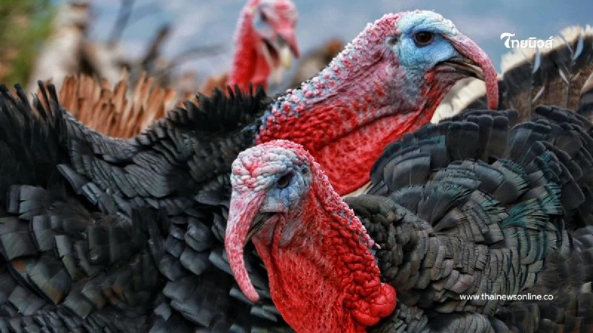 ปศุสัตว์เตือน พบสัตว์ปีกป่วย-ตายผิดปกติ ห้ามกิน-ห้ามขายเด็ดขาด แจ้ง จนท. ทันที