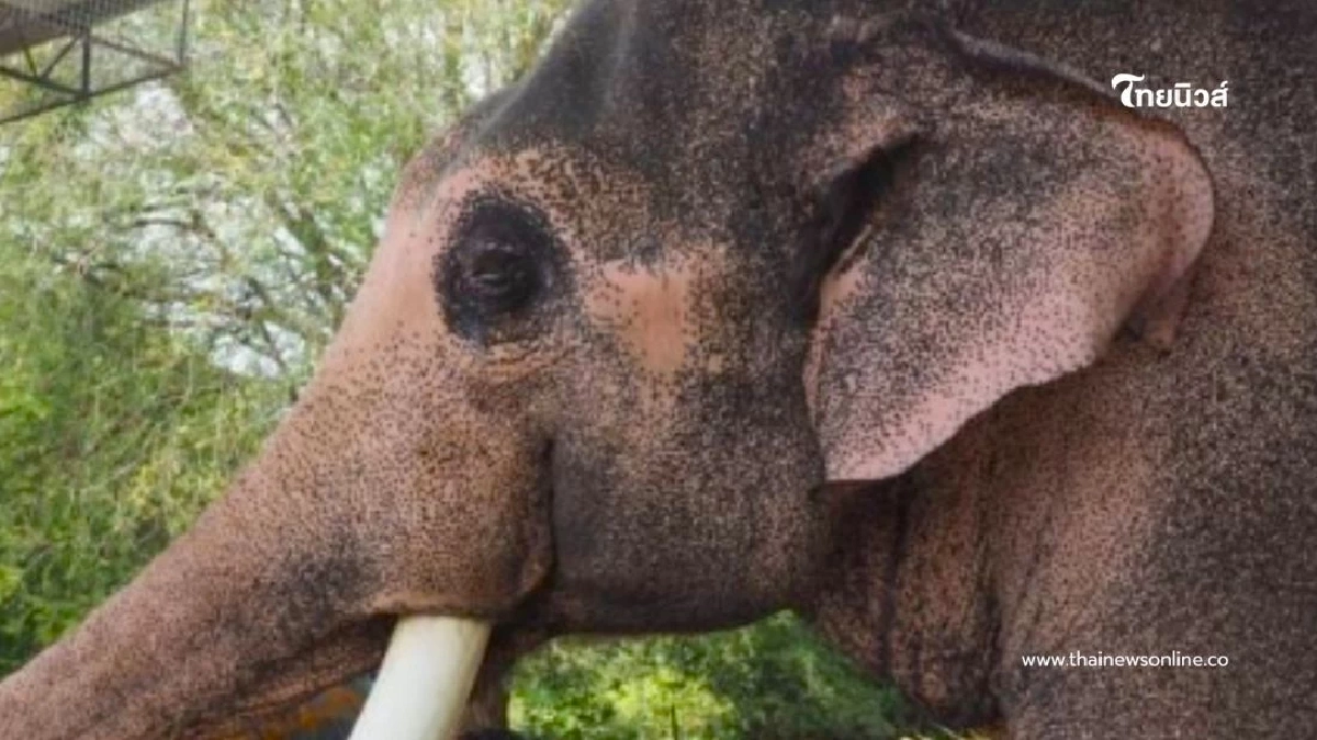 ภารกิจทวงคืน รัฐบาลเตรียมหารือกับศรีลังกา นำช้างทูตสันถวไมตรี กลับบ้านเกิด ภารกิจทวงคืน รัฐบาลเตรียมหารือกับศรีลังกา นำช้างทูตสันถวไมตรี กลับบ้านเกิด