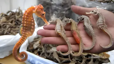 เดินหน้าดัน "ม้าน้ำตากแห้ง" กลับสู่ตลาดจีน เพิ่มรายได้เกษตรกร