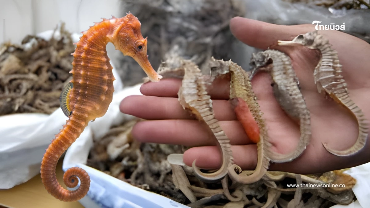 เดินหน้าดัน "ม้าน้ำตากแห้ง" กลับสู่ตลาดจีน เพิ่มรายได้เกษตรกร เดินหน้าดัน "ม้าน้ำตากแห้ง" กลับสู่ตลาดจีน เพิ่มรายได้เกษตรกร