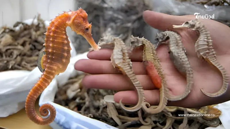 เดินหน้าดัน "ม้าน้ำตากแห้ง" กลับสู่ตลาดจีน เพิ่มรายได้เกษตรกร เดินหน้าดัน "ม้าน้ำตากแห้ง" กลับสู่ตลาดจีน เพิ่มรายได้เกษตรกร