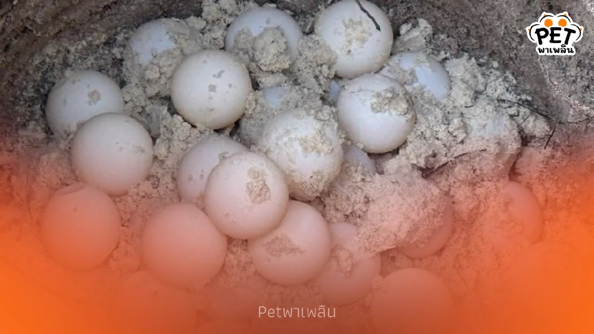 "เต่าตนุวางไข่รังที่ 3 สิมิลันคึก! สัญญาณทะเลสมบูรณ์"
