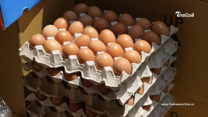 “ไข่ไก่ล้นตลาด” ฉุดราคาฟองละ 3 บาท กระทบผู้เลี้ยงทั่วประเทศ