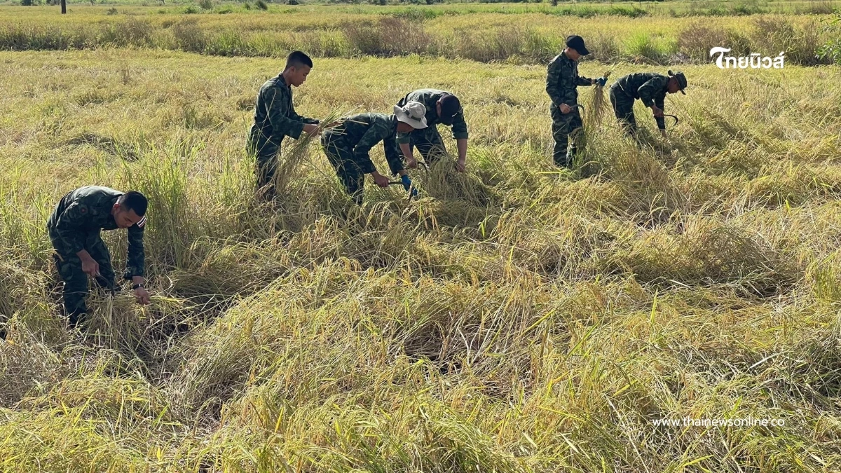 ห่วงชาวบ้าน! ทหารรวมใจลงพื้นที่ช่วยเกี่ยวข้าวให้ชาวนาชายแดน ห่วงชาวบ้าน! ทหารรวมใจลงพื้นที่ช่วยเกี่ยวข้าวให้ชาวนาชายแดน
