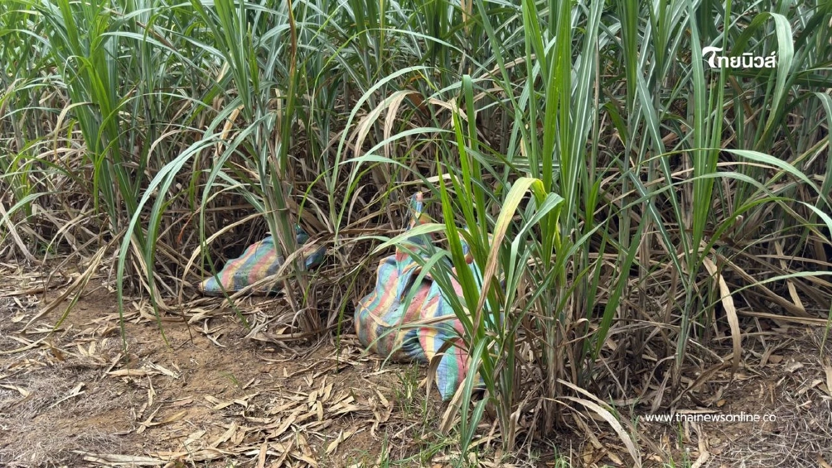 สกัดลักลอบขน "ซากหมู" 3 กระสอบกลางไร่อ้อยชายแดนสระแก้ว สกัดลักลอบขน "ซากหมู" 3 กระสอบกลางไร่อ้อยชายแดนสระแก้ว