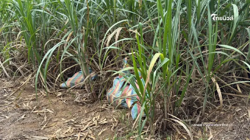 สกัดลักลอบขน "ซากหมู" 3 กระสอบกลางไร่อ้อยชายแดนสระแก้ว สกัดลักลอบขน "ซากหมู" 3 กระสอบกลางไร่อ้อยชายแดนสระแก้ว