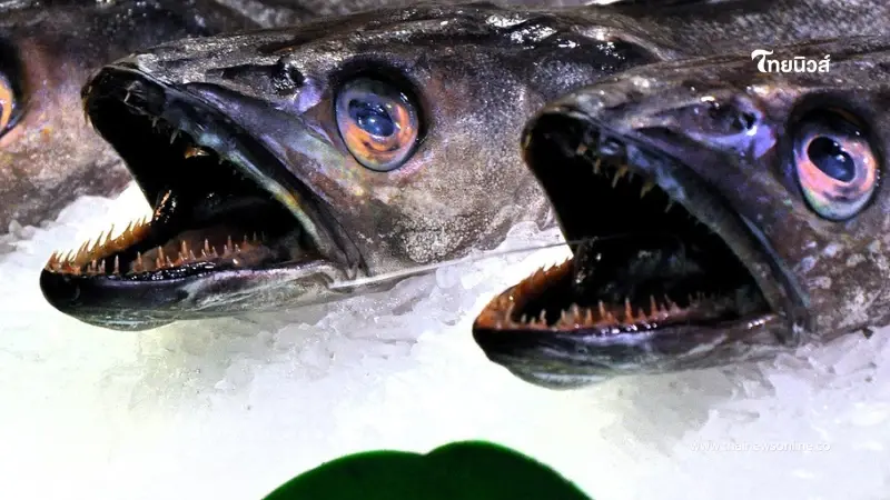 ปลา 4 ชนิดที่แนะนำให้เลิกกิน หากยังอยากมีชีวิตอยู่บนโลกนี้ต่อไป