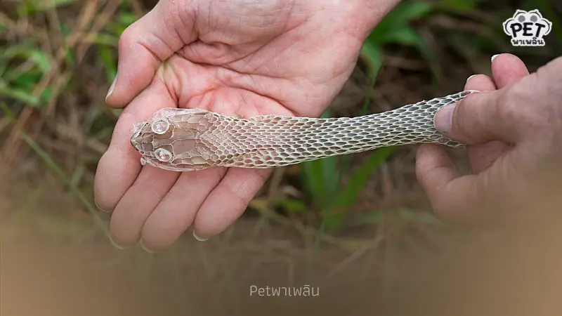 7 สัญญาณเตือน “งูอยู่ใกล้บ้าน” รู้ไว้ป้องกันอันตรายก่อนเกิดเหตุ