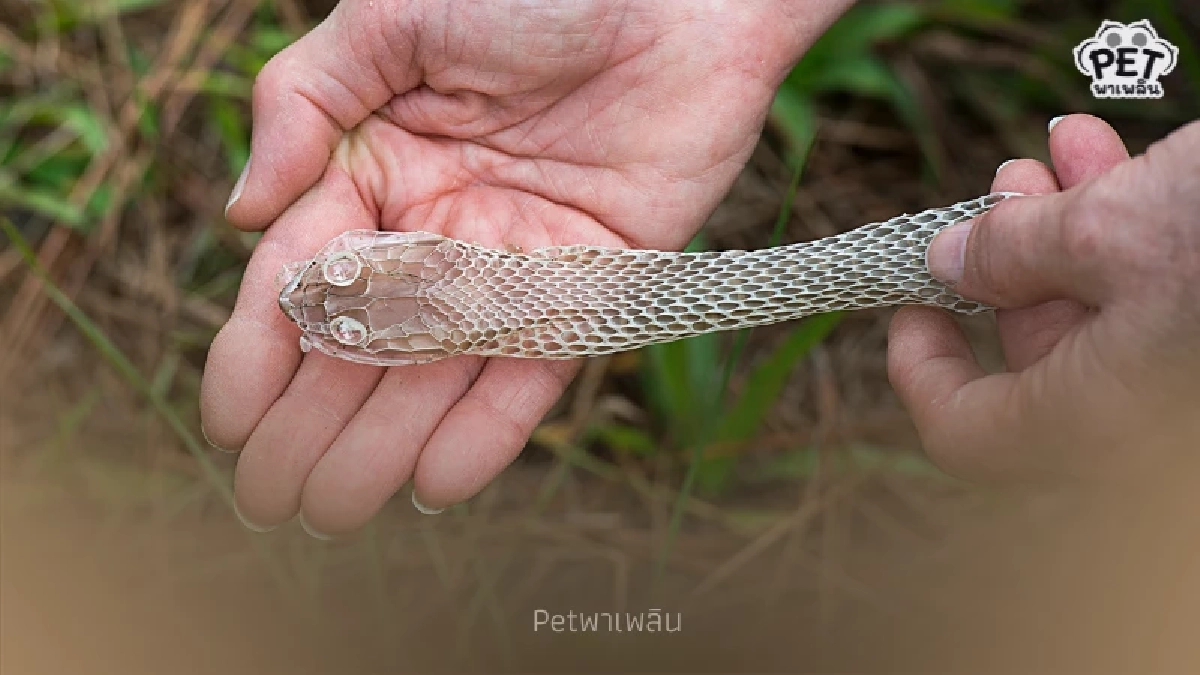 7 สัญญาณเตือน “งูอยู่ใกล้บ้าน” รู้ไว้ป้องกันอันตรายก่อนเกิดเหตุ 7 สัญญาณเตือน “งูอยู่ใกล้บ้าน” รู้ไว้ป้องกันอันตรายก่อนเกิดเหตุ