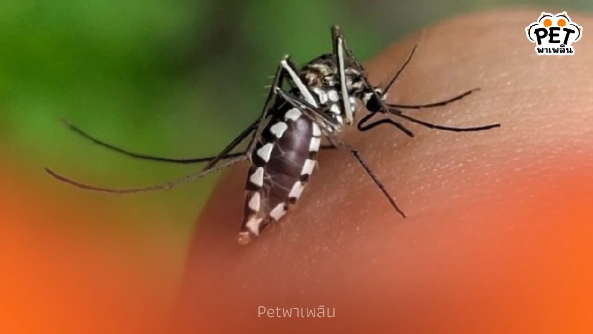 “ยุงแม่ไก่” พาหะคล้ายยุงลาย พาหะร้ายกัดเจ็บ ก่อโรคในสัตว์เลี้ยง “ยุงแม่ไก่” พาหะคล้ายยุงลาย พาหะร้ายกัดเจ็บ ก่อโรคในสัตว์เลี้ยง
