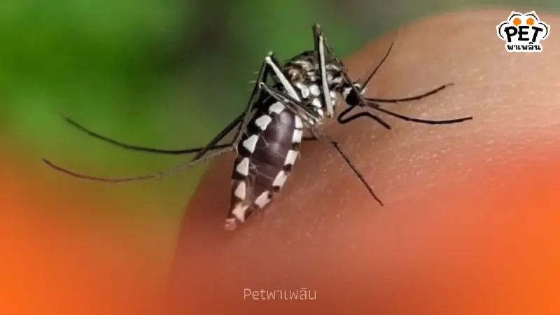 “ยุงแม่ไก่” พาหะคล้ายยุงลาย พาหะร้ายกัดเจ็บ ก่อโรคในสัตว์เลี้ยง “ยุงแม่ไก่” พาหะคล้ายยุงลาย พาหะร้ายกัดเจ็บ ก่อโรคในสัตว์เลี้ยง
