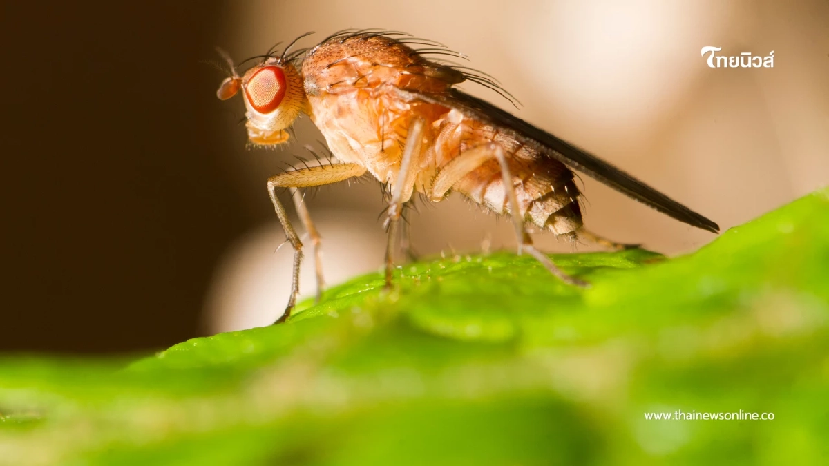 ไขปัญหาแมลงหวี่บุกบ้าน เผยต้นตอแหล่งเพาะพันธุ์ใกล้ตัวคุณ