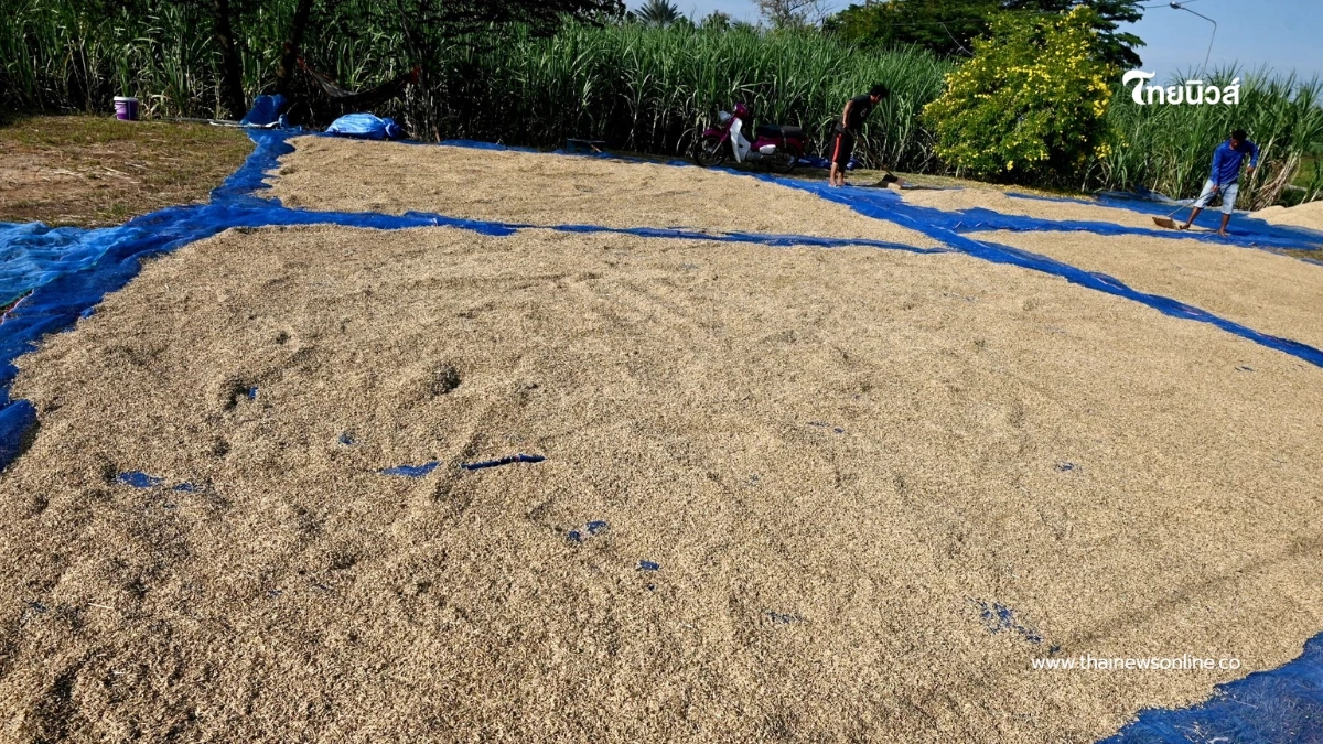 ชาวนาหนองหญ้าแก้ว เร่งเก็บเกี่ยวผลผลิต ยอมขาดทุนเกี่ยวข้าวยังไม่ทันสุก